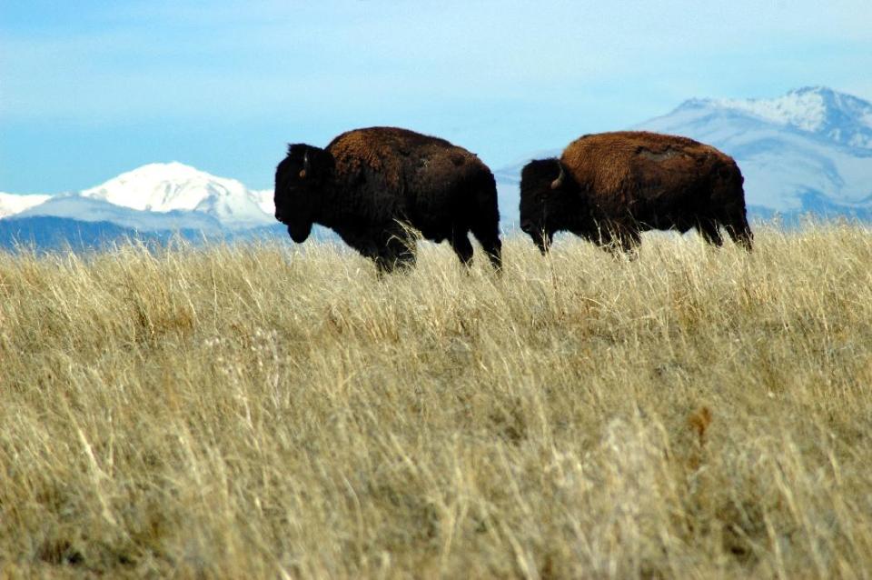 This undated image supplied by the U.S. Fish and Wildlife Service shows bison at the Rocky Mountain Arsenal National Wildlife Refuge in Commerce City, Colo., with the Rocky Mountains in the background. The park, which opens a nine-mile do-it-yourself Wildlife Drive Oct. 13, was built on a former Superfund site just outside of Denver. (AP Photo/Josh Barchers/DPRA)