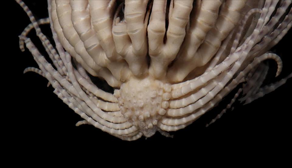 A close-up view of the central body of a Promachocrinus fragarius, or Antarctic strawberry feather star.