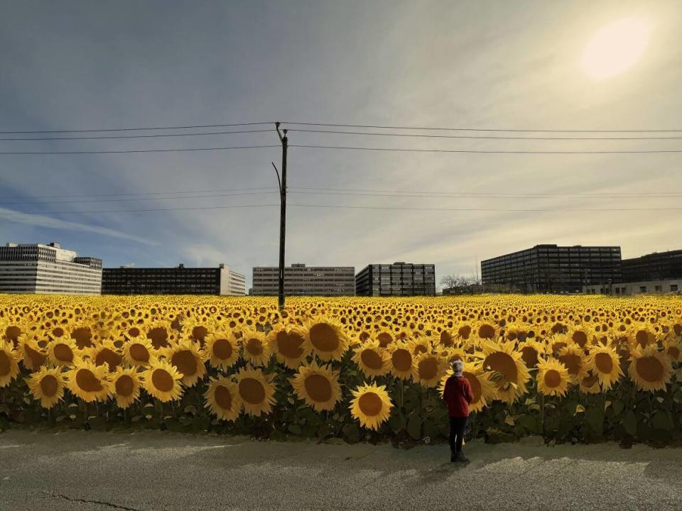 The SDC District Central hopes the sunflower field will give the neighbourhood a new look, moving away from its current industrialized feel.  (Submitted by SDC District Central - image credit)