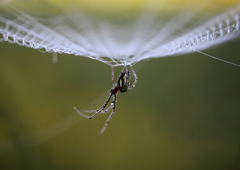 Imagen de archivo de gotas de rocío en una telaraña mientras la araña descansa en el centro de su red en Lalitpur