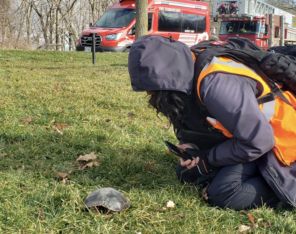 Provided: Turtle rescue. Heart Lake Turtle Troopers.