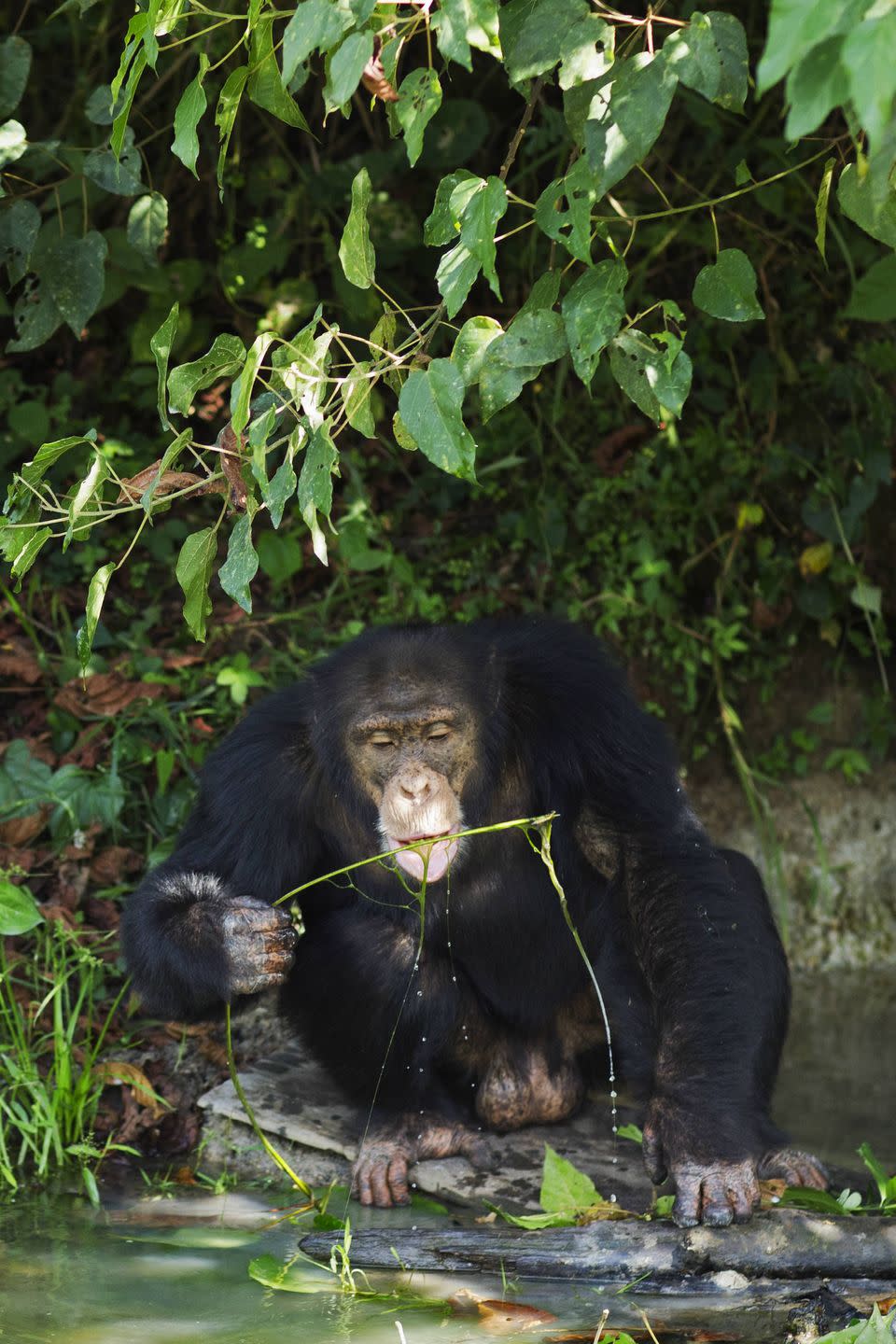 15) Western Chimpanzee