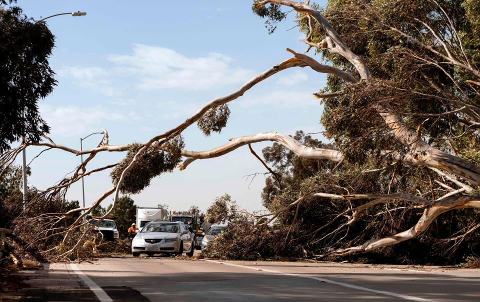 A car drives under a tree toppled by wind in Ventura, California, on January 19, 2021. The tree injured two when it landed on a passing vehicle along highway 126.