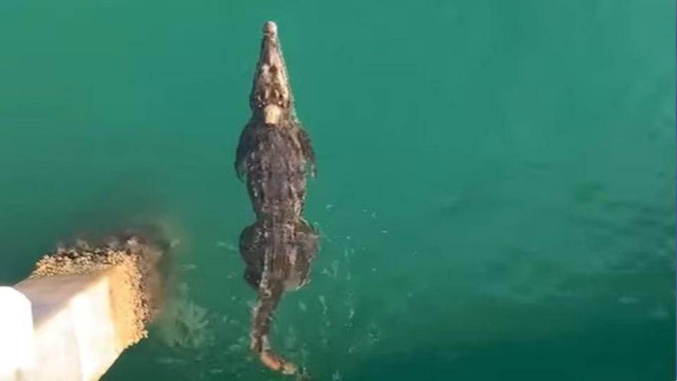 A pier in Pompano Beach was a resting place for a crocodile on Monday morning.