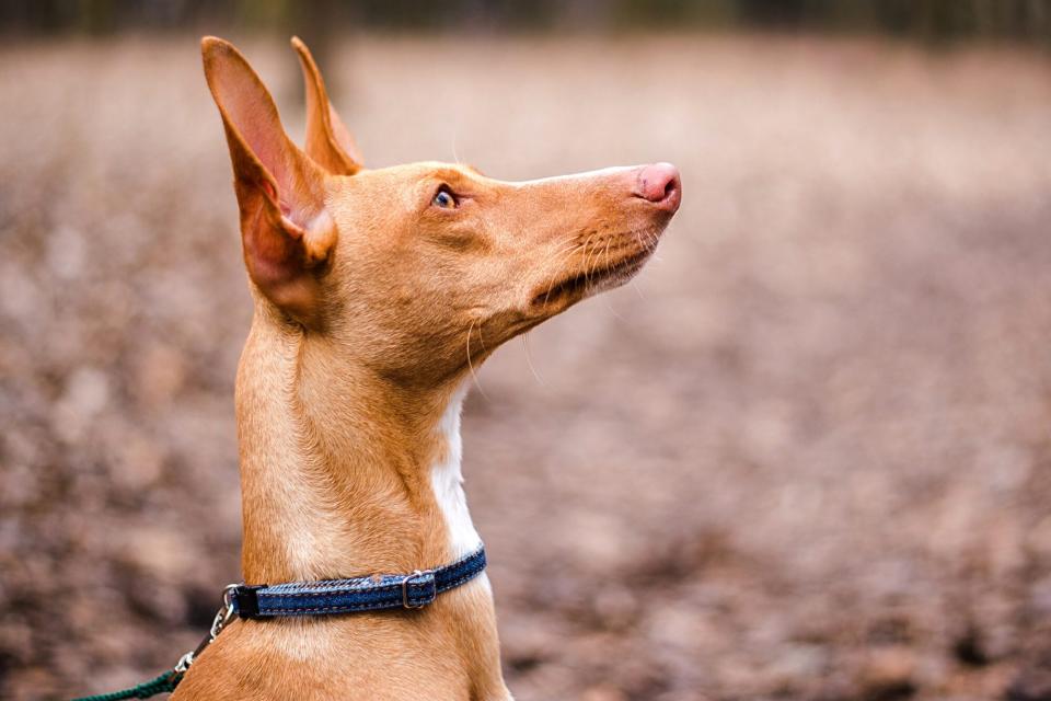 pharaoh hound profile closeup