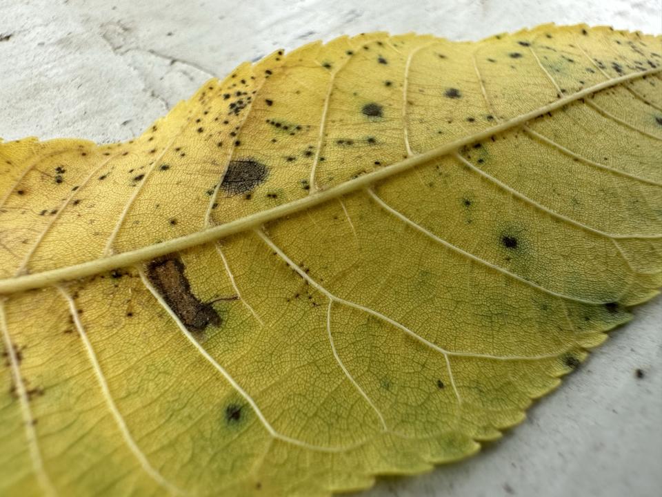 iPhone 14 Pro macro sample photo of a leaf