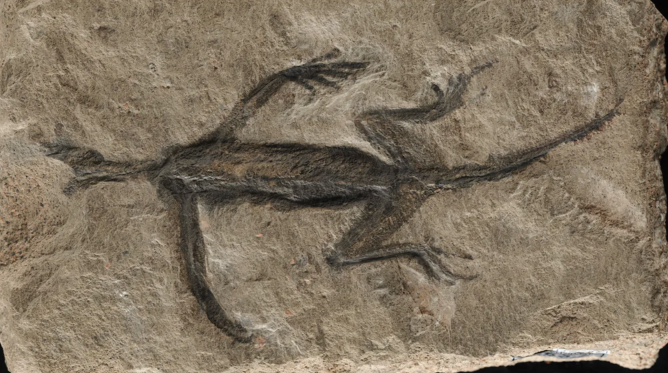 今次的研究發現，90 幾年前被人發現「古三齒龍」化石，大部份都是由顏料塗上。（Valentina Rossi）