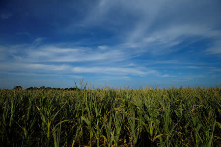 A corn field is seen near Geinsheim, Germany, July 30, 2018. REUTERS/Ralph Orlowski