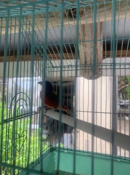 Male painted bunting inside cage.