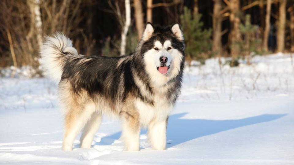 Alaskan Malamute stood in the snow