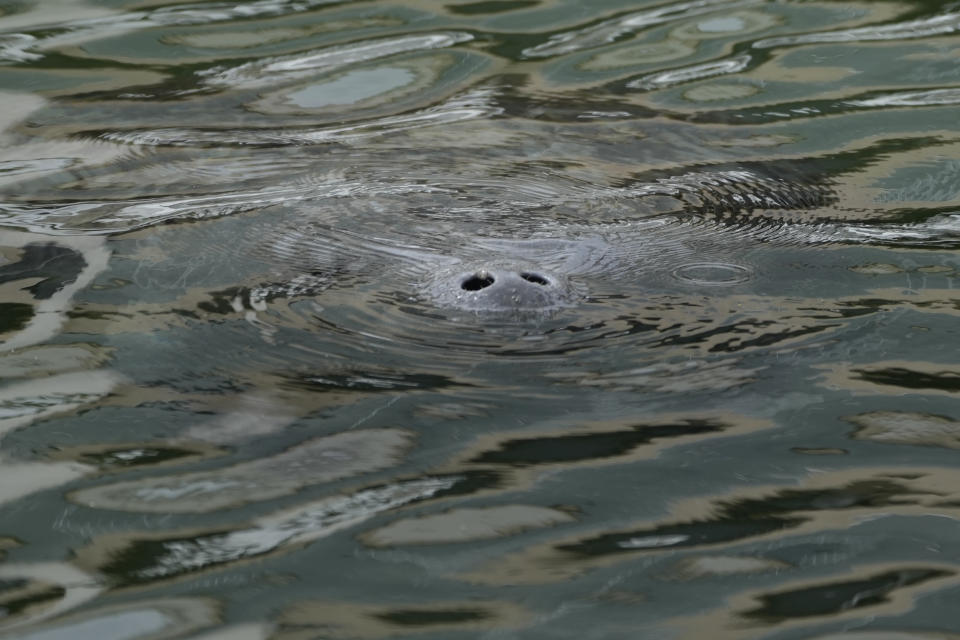 A manatee pokes its nose out of the water as it swims in a canal, Wednesday, Feb. 16, 2022, in Coral Gables, Fla. The round-tailed, snout-nosed animals popular with locals and tourists have suffered a major die-off because their preferred seagrass food source is disappearing due to water pollution from agricultural, urban, septic tank and other sources.(AP Photo/Rebecca Blackwell)