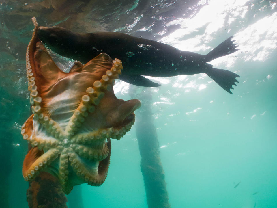 Lucha de pulpo vs foca en Australia