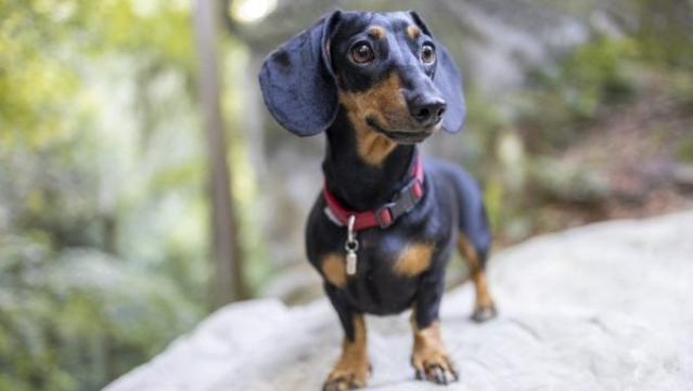 Are Dachshunds Smart? A Long But Short Investigation