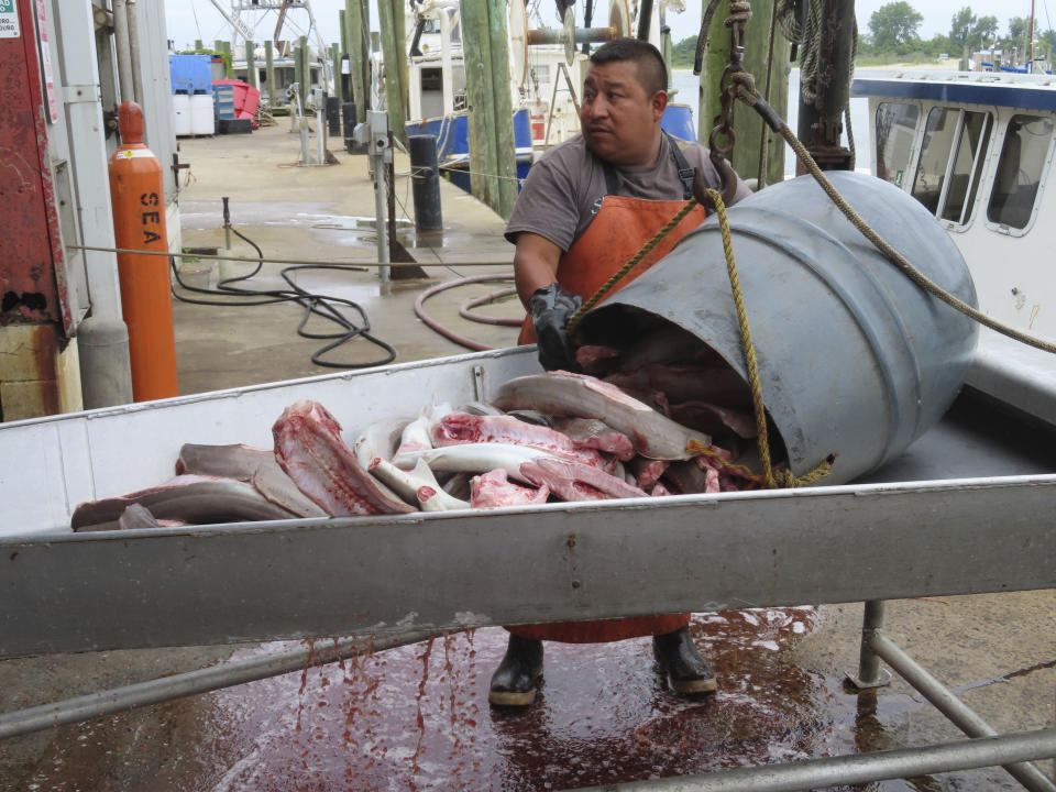 A worker at the Fishermen's Dock Co-Operative dumps fish onto a metal tray in Point Pleasant Beach, N.J., on June 20, 2023. The commercial and recreational fishing industry has numerous concerns over offshore wind projects. The wind industry says it has tried to address those concerns, and will pay compensation for those that can't be avoided. (AP Photo/Wayne Parry)