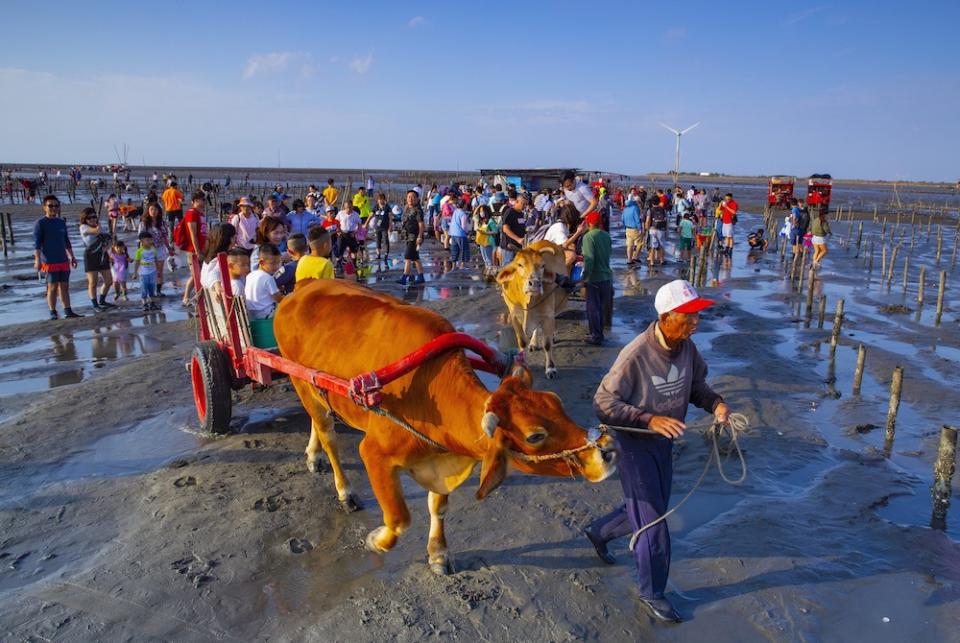 海牛採蚵體驗（圖片來源：彰化旅遊資訊網）