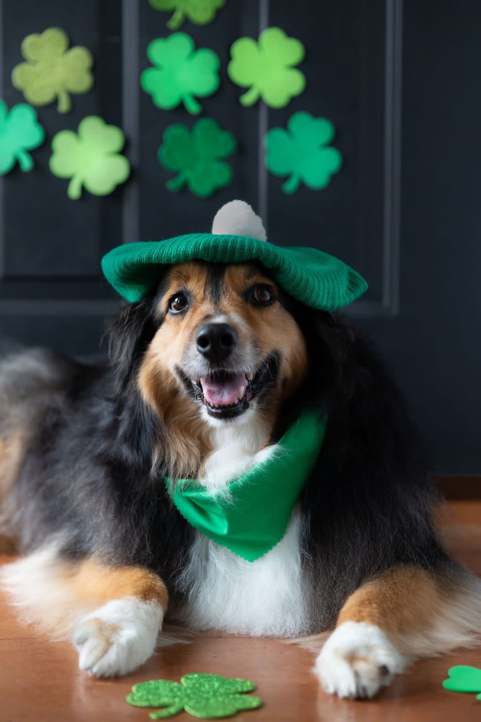 australian shepherd in green hat and scarf you might caption happy saint paw tricks day on instagram