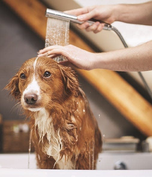 Bathing and grooming pets at home is one way owners are saving money.