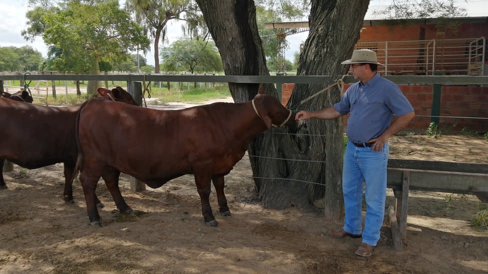 Egon Neufeld con una de sus vacas