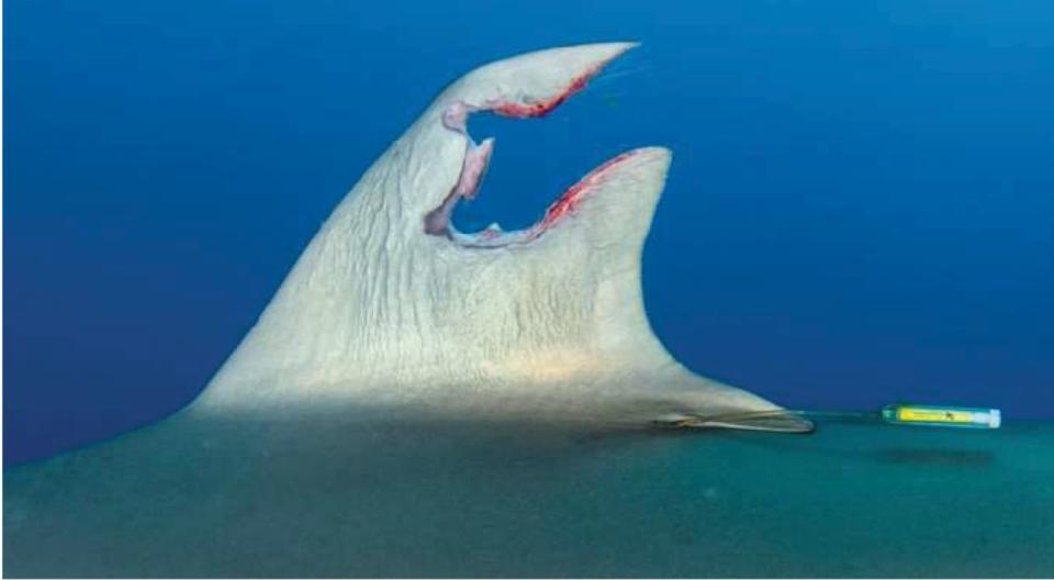 Aleta de tiburón herido en 2022 frente a las costas de Florida | Journal of Marine Sciences (2023) Josh Schellenberg 