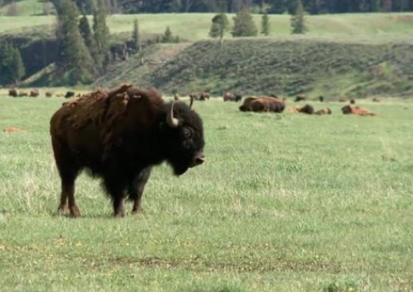 Woman attacked by bison while taking selfie