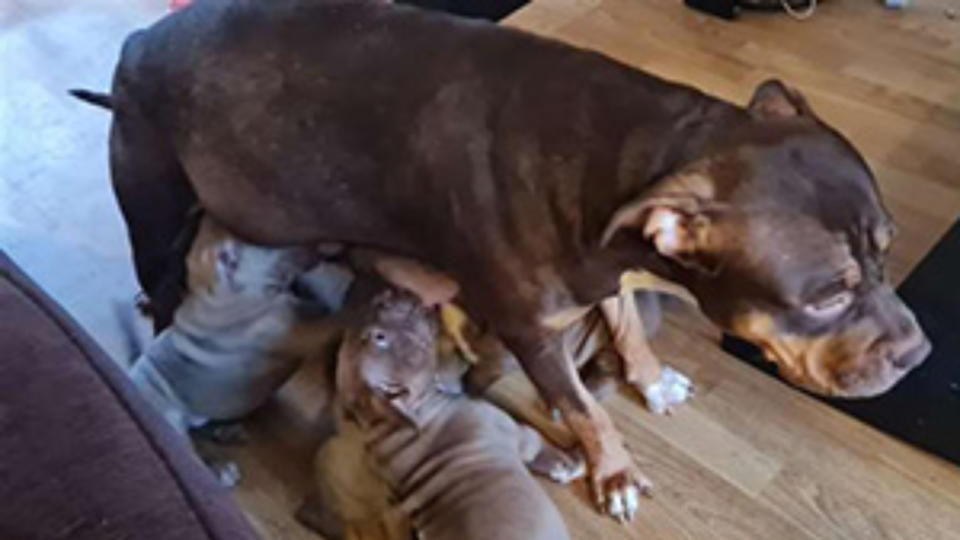 The family did not know the dog was pregnant when they adopted her. (SWNS)
