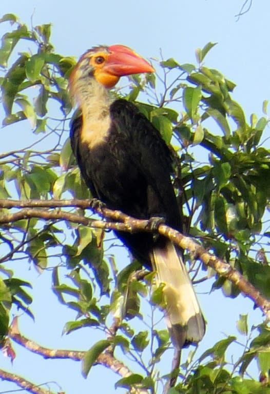 A juvenile, female writhed hornbill, found only in Bislig in the southern Philippines, seen as it perches at the top of a tropical lowland rainforest canopy