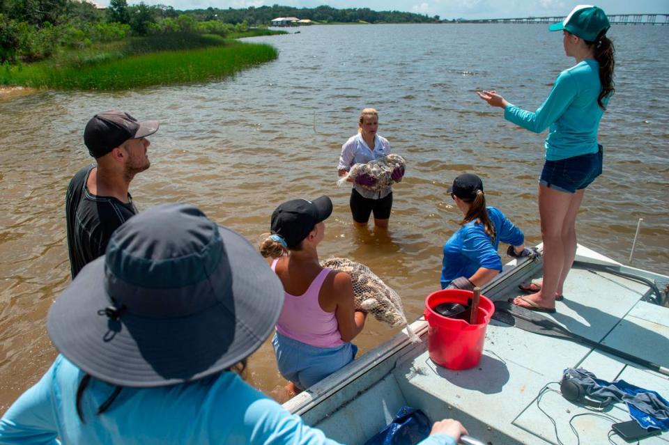 Dr. Virginia Schweiss, professor at University of Southern Mississippi, and her marine conservation course students carry bags of oyster shells from a boat to place them as a part of a living shoreline project on private property in the Back Bay of Biloxi on Tuesday, July 23, 2024.