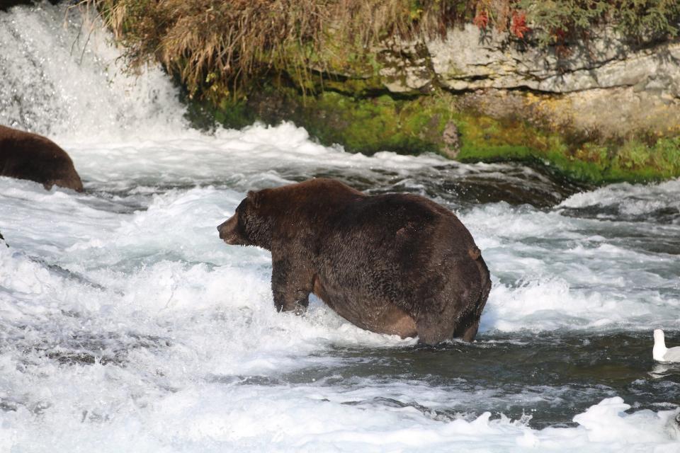 Bear 747 hunts on Sept. 17, 2018.