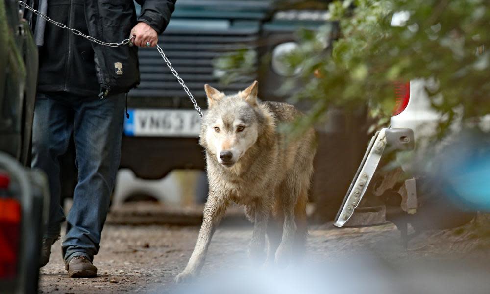 The escaped wolf is led by a handler to a trailer for its return to the UK Wolf Conservation Trust sanctuary near Reading