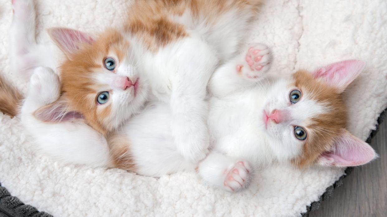 Two kittens lying in cat bed