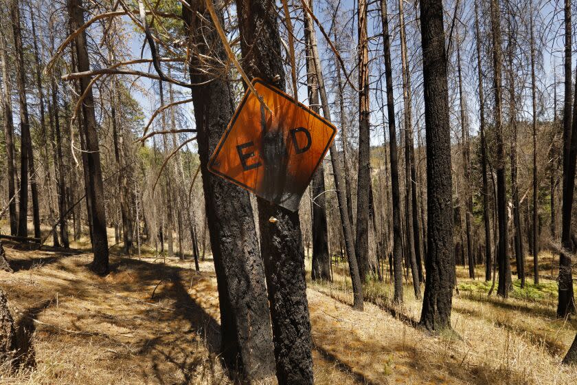 Burnt trees and signage on a road leading to one of the carbon off-set areas purchased by oil companies west of Vann, Calif.