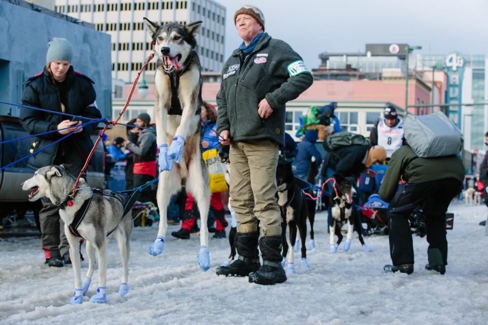 Dogs of musher Thomas Waerner of Norway (bib #8) leap excitedly in the air waiting for their turn to start down fourth avenue in downtown Anchorage Alaska on March 7, 2015.  Photo: Joshua Corbett/dpa | usage worldwide   (Photo by Joshua Corbett/picture alliance via Getty Images)