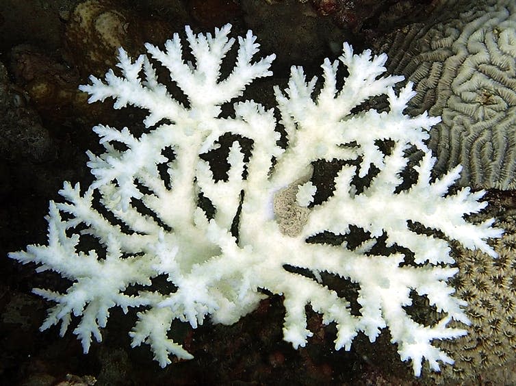 <span class="caption">The coral animal has lost its algae and bleached white. The coral is still alive and has the potential to recover.</span> <span class="attribution"><span class="source">Cecilia D'Angelo & Jörg Wiedenmann / University of Southampton</span>, <span class="license">Author provided</span></span>