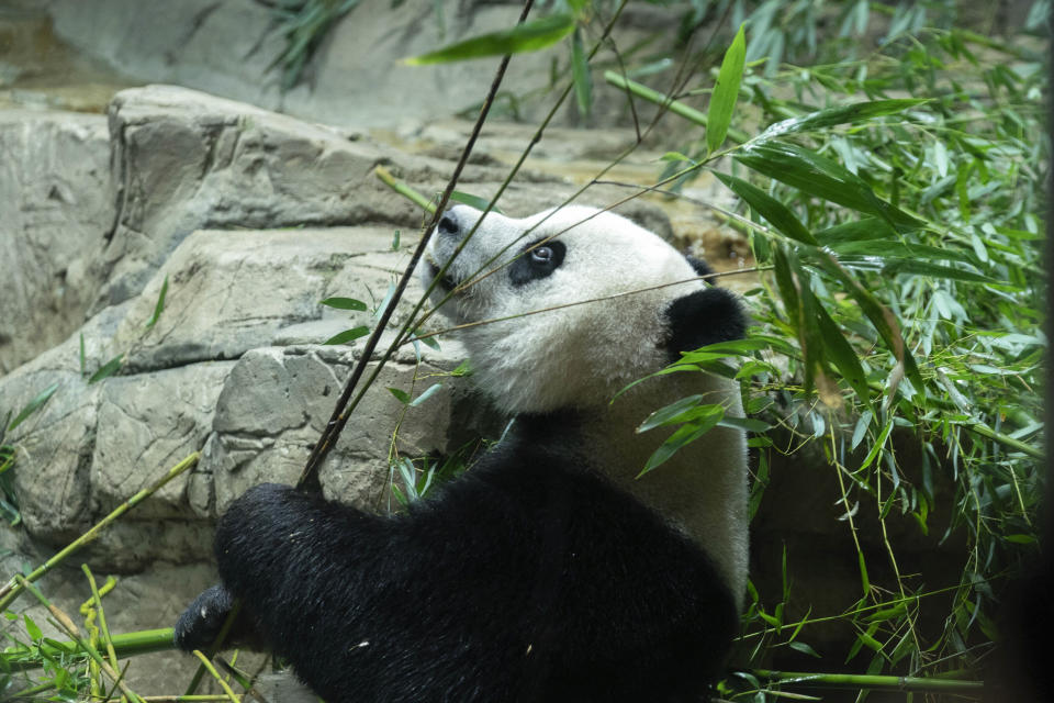 Giant panda Mei Xiang eats bamboo in his enclosure at the Smithsonian's National Zoo in Washington, Thursday, Sept. 28, 2023. (AP Photo/Jose Luis Magana)