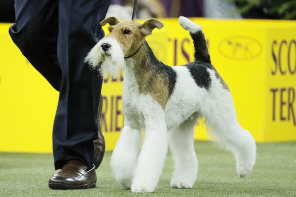 Vinny, the wire fox terrier, competes during 144th Westminster Kennel Club dog show, Tuesday, Feb. 11, 2020, in New York. (AP Photo/John Minchillo)