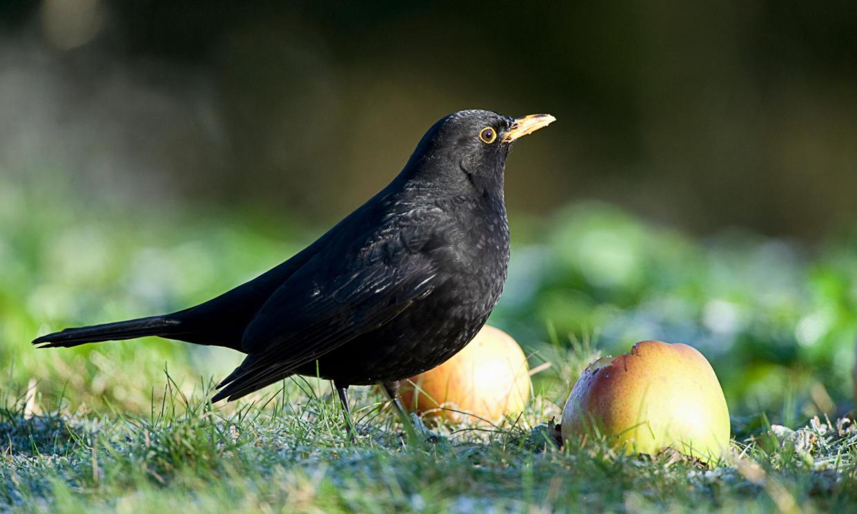 <span>A blackbird (<em>Turdus merula</em>) in an orchard in Norfolk. The virus is potentially fatal to blackbirds and is thought to be spreading across south-east England.</span><span>Photograph: Mike Powles/Getty Images</span>