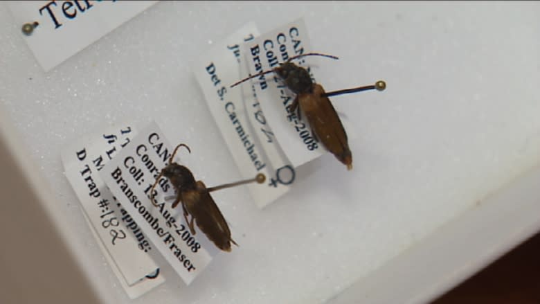 Additional traps set in Memramcook for invasive insect