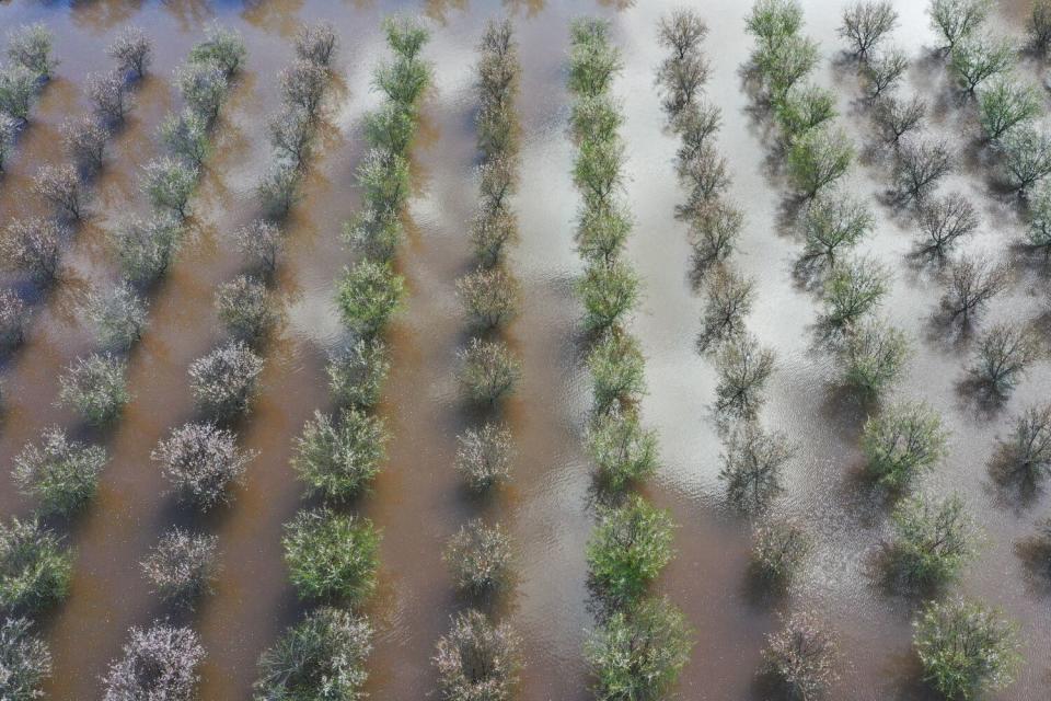 An aerial view of almond blossom trees in floodwaters.