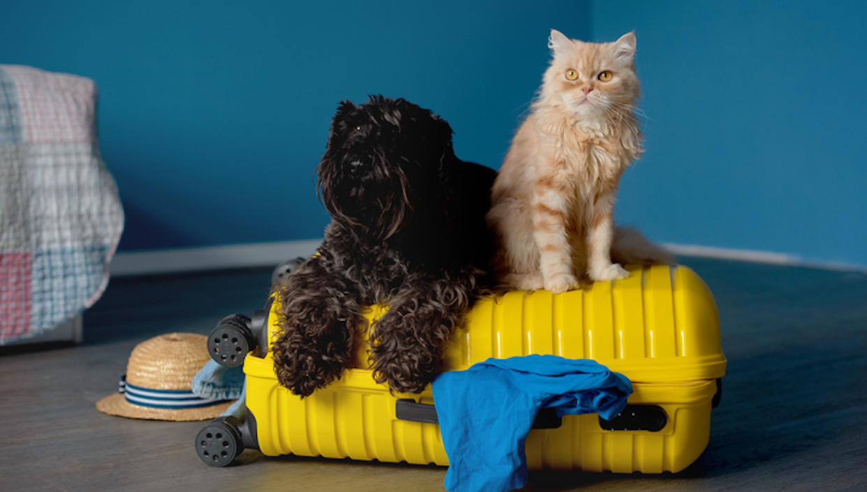  Dog and cat on suitcase. 