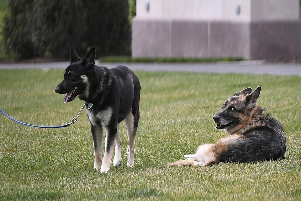 FILE - In this March 31, 2021, file photo President Joe Biden and first lady Jill Biden's dogs Champ, right, and Major are seen on the South Lawn of the White House in Washington. President Joe Biden announced Saturday, June 19, that Champ, the family’s elder dog, passed away at “peacefully at home” at 13 years old. (Mandel Ngan/Pool via AP, File)