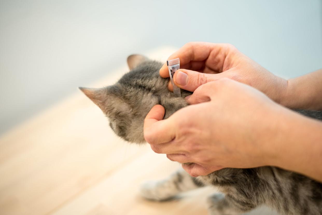 Female veterinarian doctor uses anti-flea drops to treat a grey cat