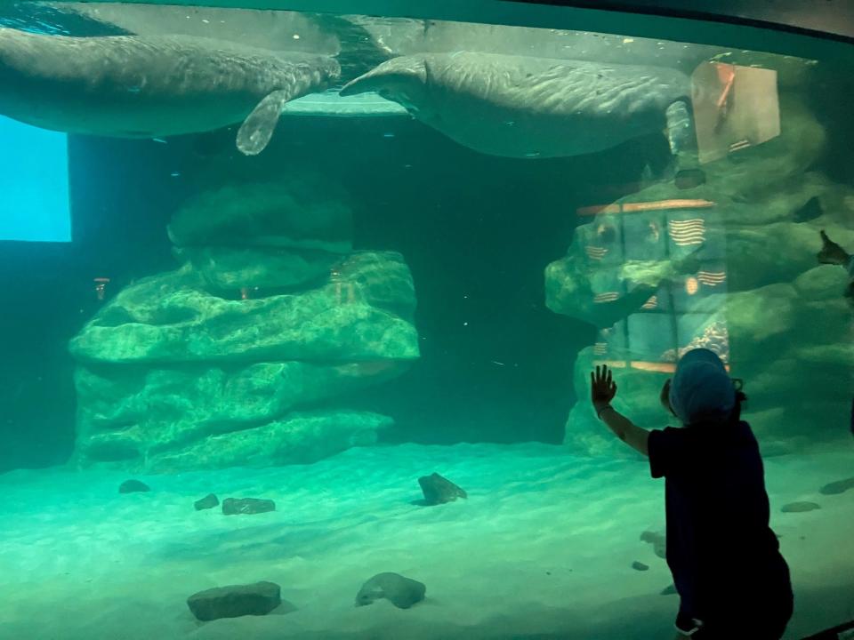 Beat the heat watching for manatees, sharks and more at the aquarium located in The Seas with Nemo u0026 Friends Pavilion at EPCOT.