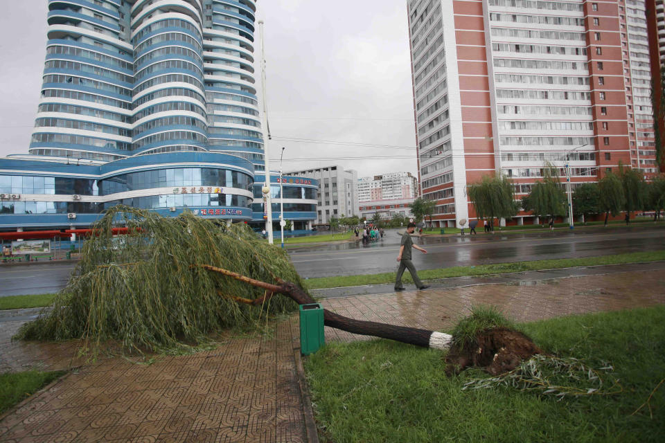 A man passes by fallen trees from a typhoon on a main road in Pyongyang, North Korea, Thursday, Aug. 27, 2020. A typhoon damaged homes and other buildings, flooded roads and toppled utility poles on the Korean Peninsula before weakening to a tropical storm. (AP Photo/Cha Song Ho)