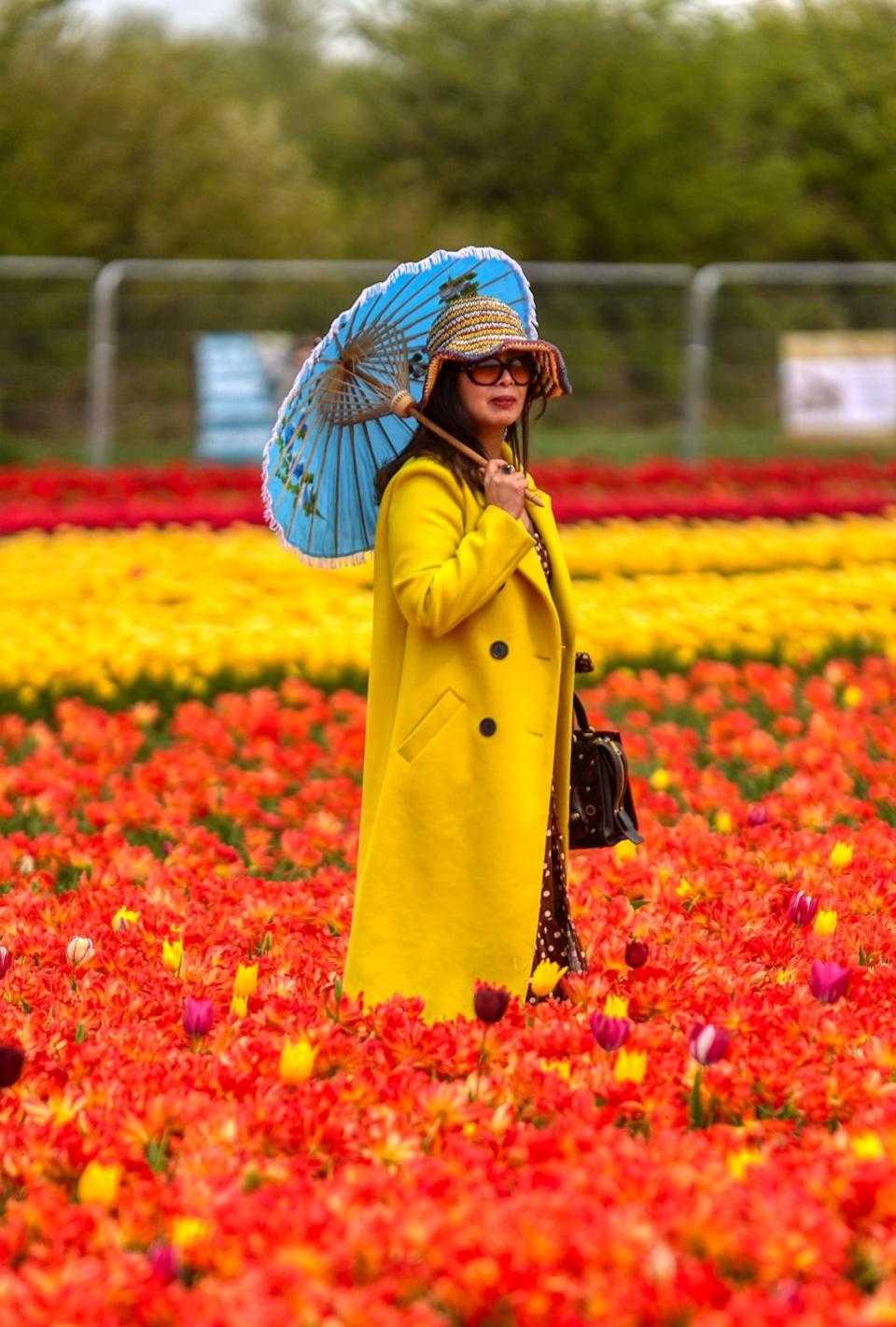 Eastern Daily Press: A woman strolls through the tulips with a parasol