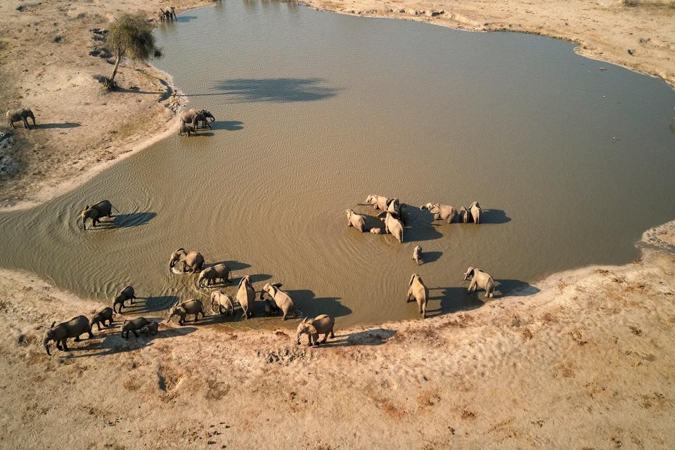 Elephants at waterhole in Hwange National Park, Zimbabwe