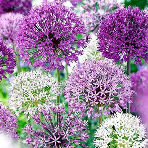 Allium Blend Purple - 30 Bulb Pack - 4 to 6 Inch Diameter Flower | Allium Bulb Grows to 28-32