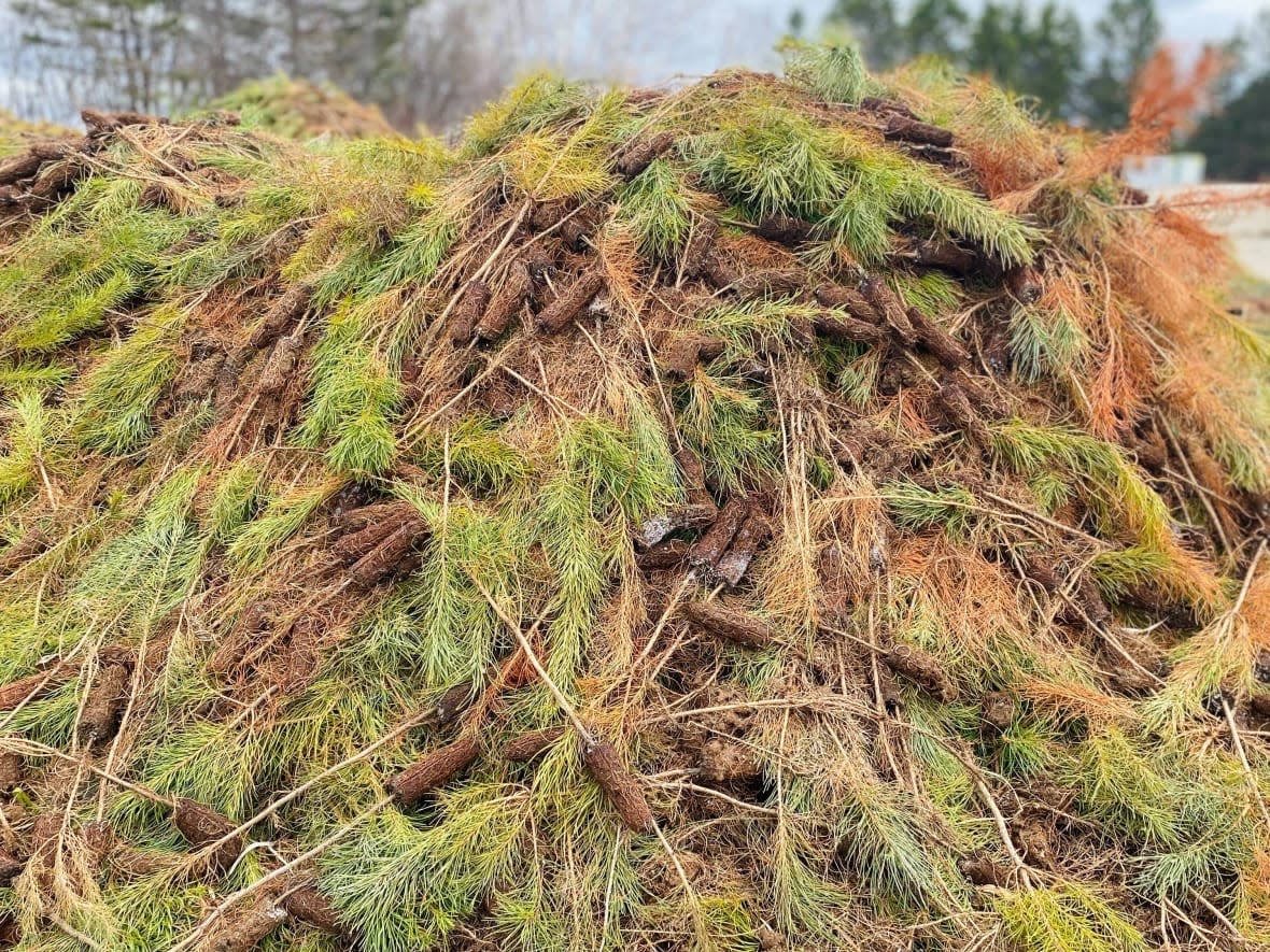 This pile of small trees rejected by the government in 2022 is part of the 11.5 million plants that will be turned into compost.  (Priscilla Plamondon Lalancette/Radio-Canada - image credit)