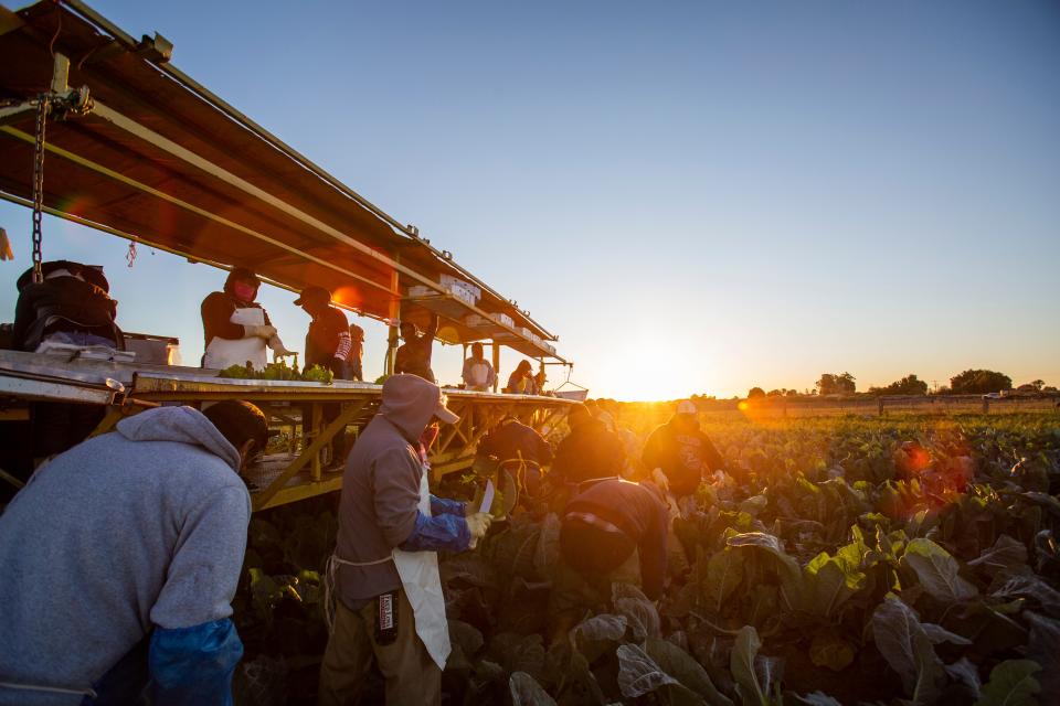 Farmers harvest Romanesco Cauliflower in Imperial Valley. Of a group of 29 farmers 22 had crossed from Mexicali, Mexico in the early hours of the morning to attend to the harvest.