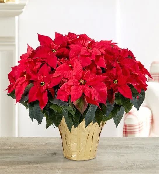 9) Red Holiday Poinsettia Floor Plant