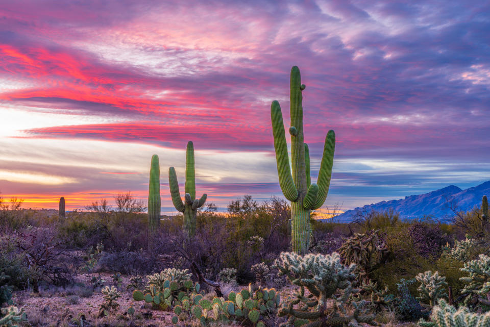 Desert landscape with tall cacti at sunset, mountains in the background, and a vibrant colorful sky